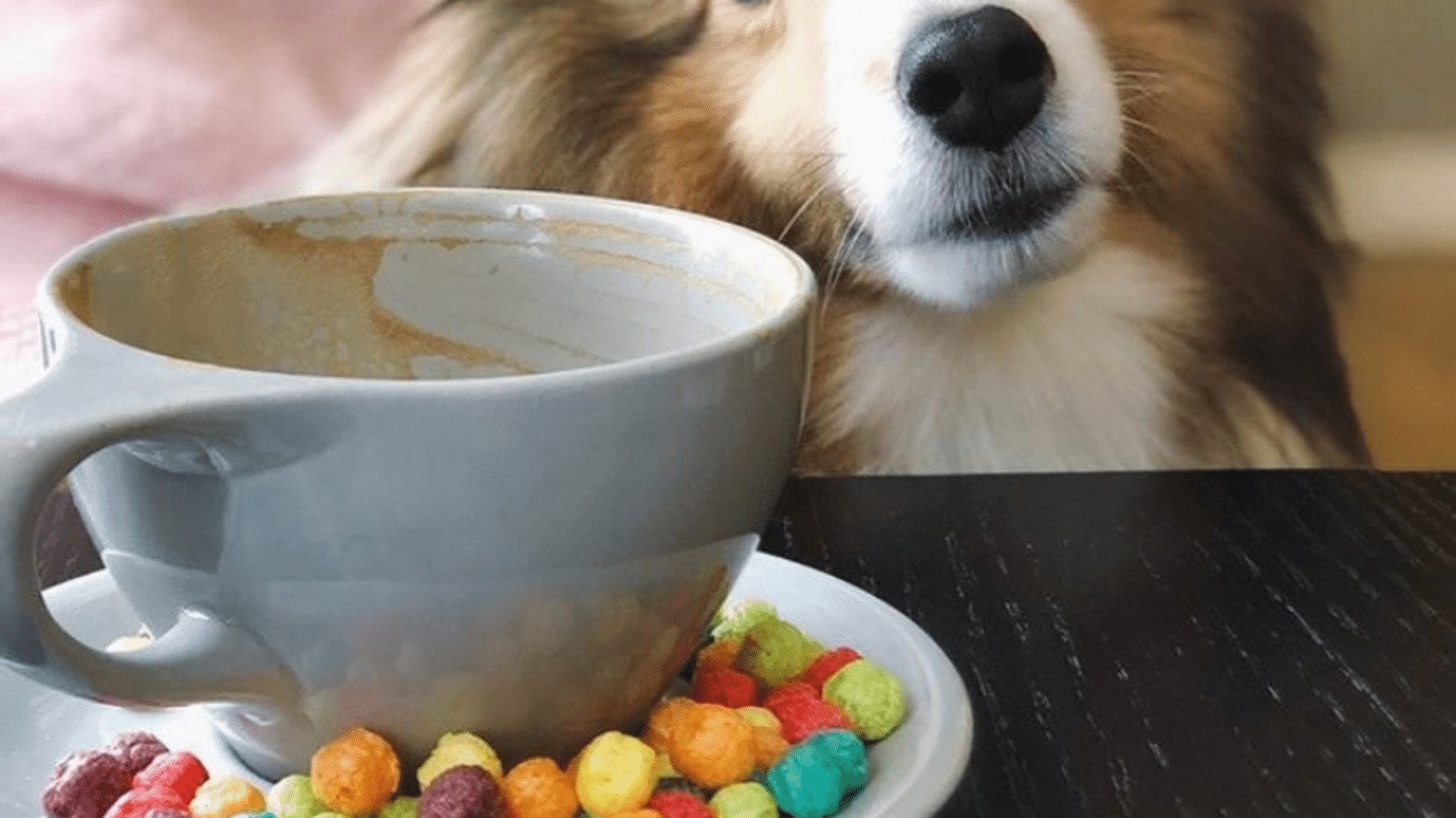 Cafés où amener votre chien nos suggestions Tastet