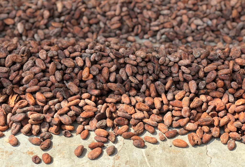 séchage cacao barry