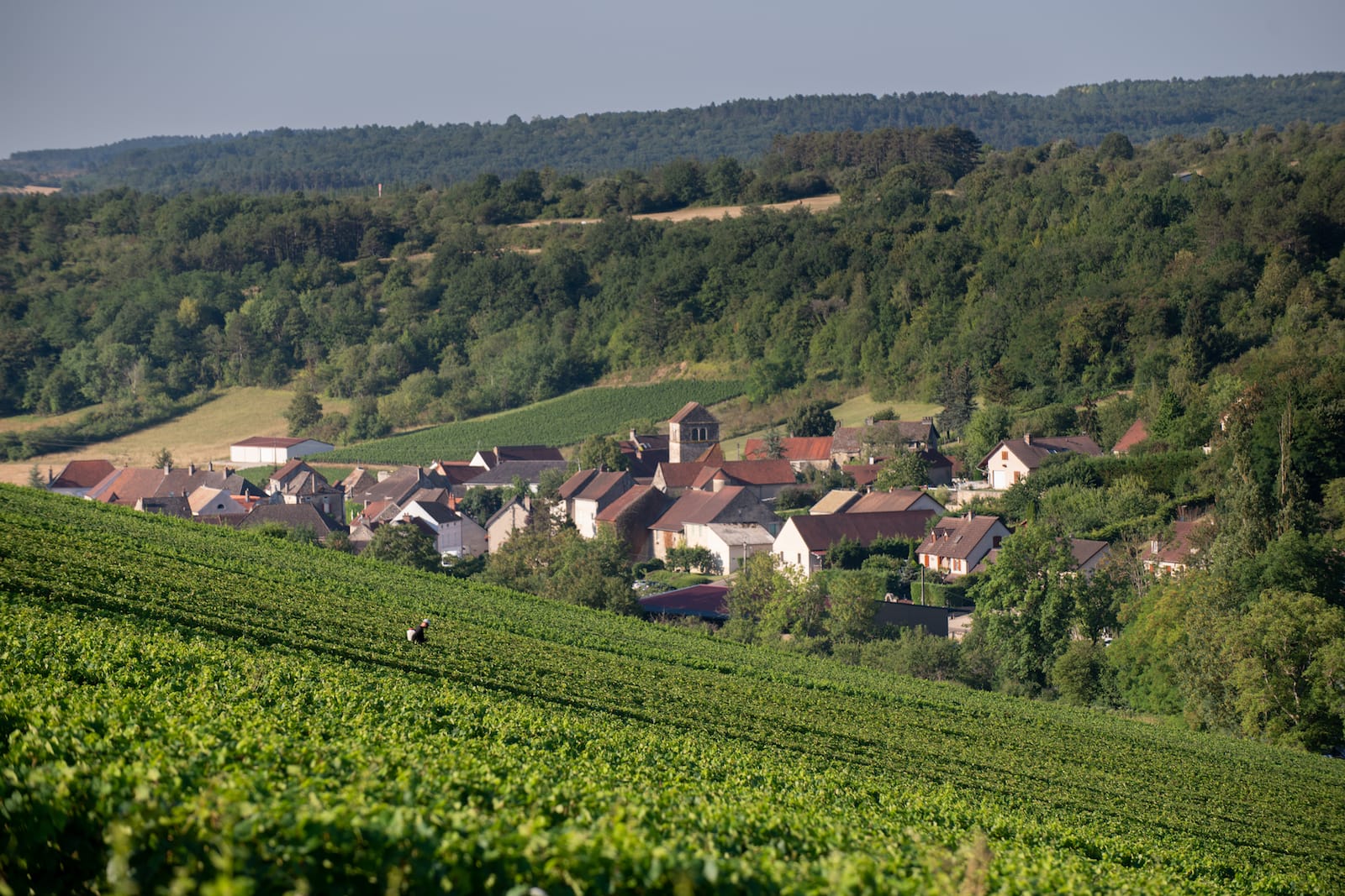 appellations régionales bourgogne