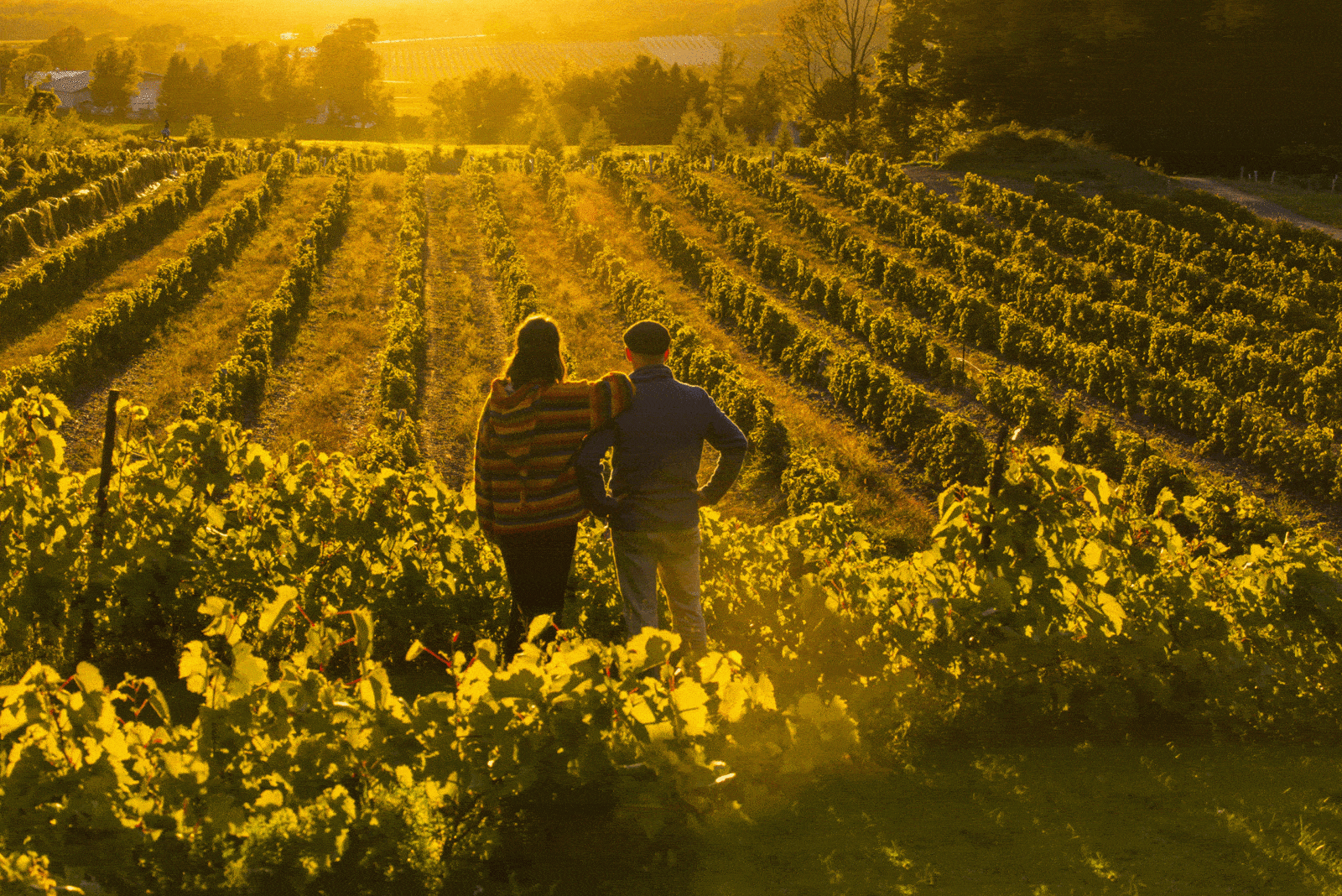 Vignoble de la route des vins Brome-Missiquoi/Vineyard from the Brome-Missisquoi wine route