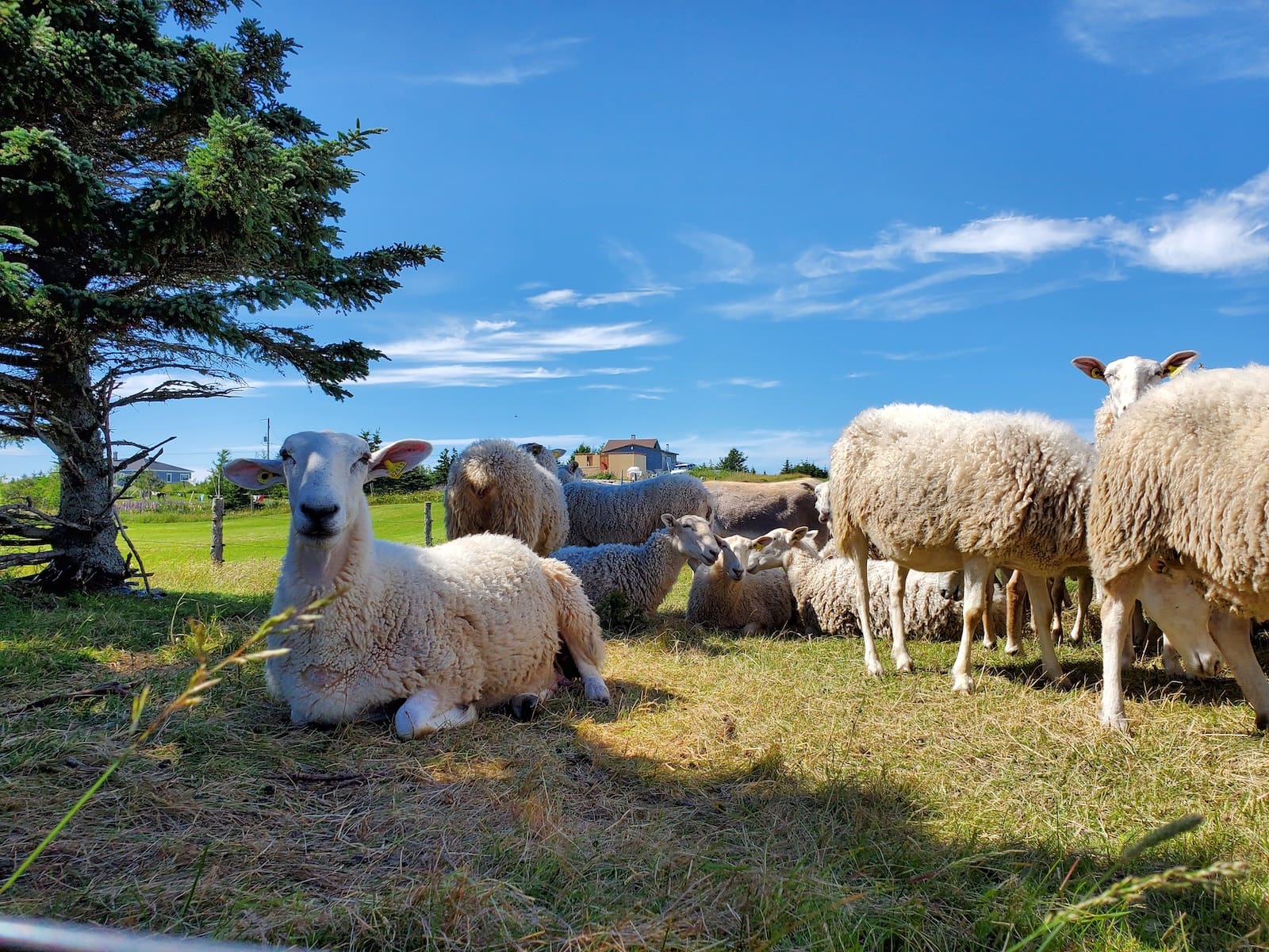 Stéphanie Boulay visite les Moutons du large aux Îles-de-la-Madeleine