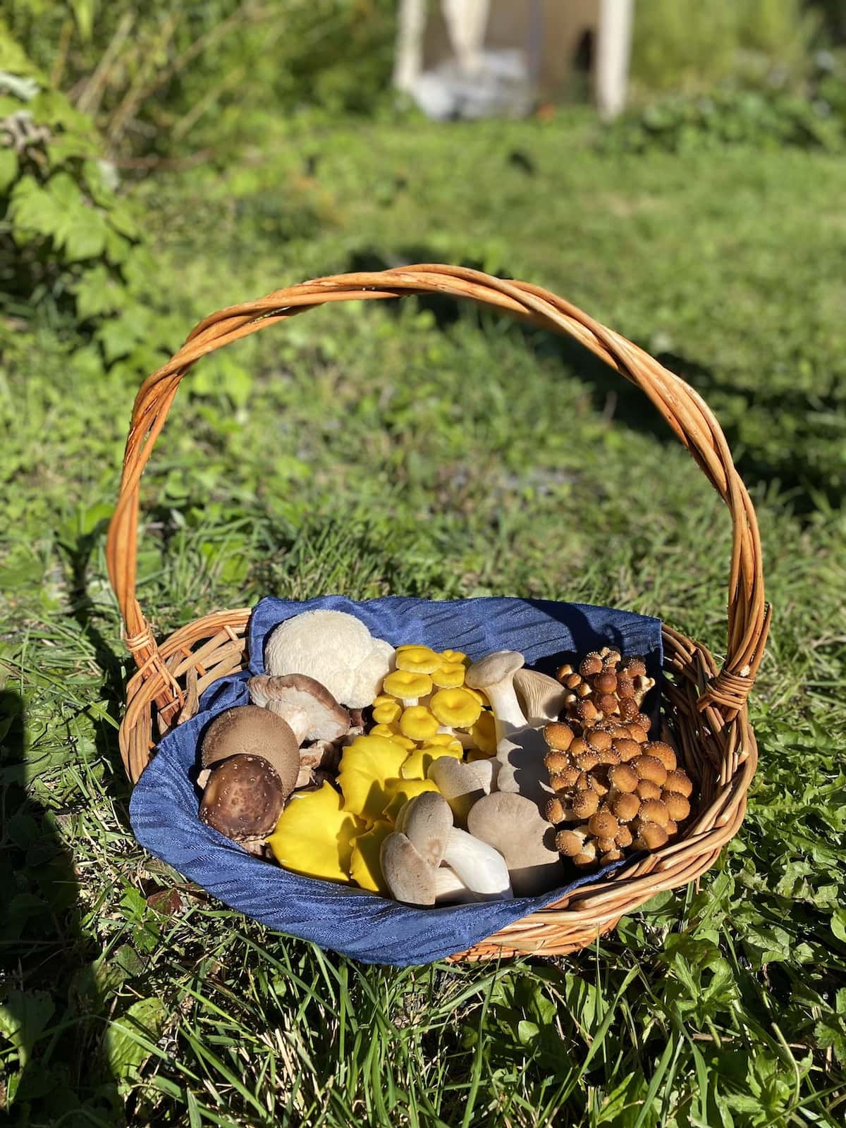 upa laurentides tournée mangeons local emmanuel bilodeau champignons