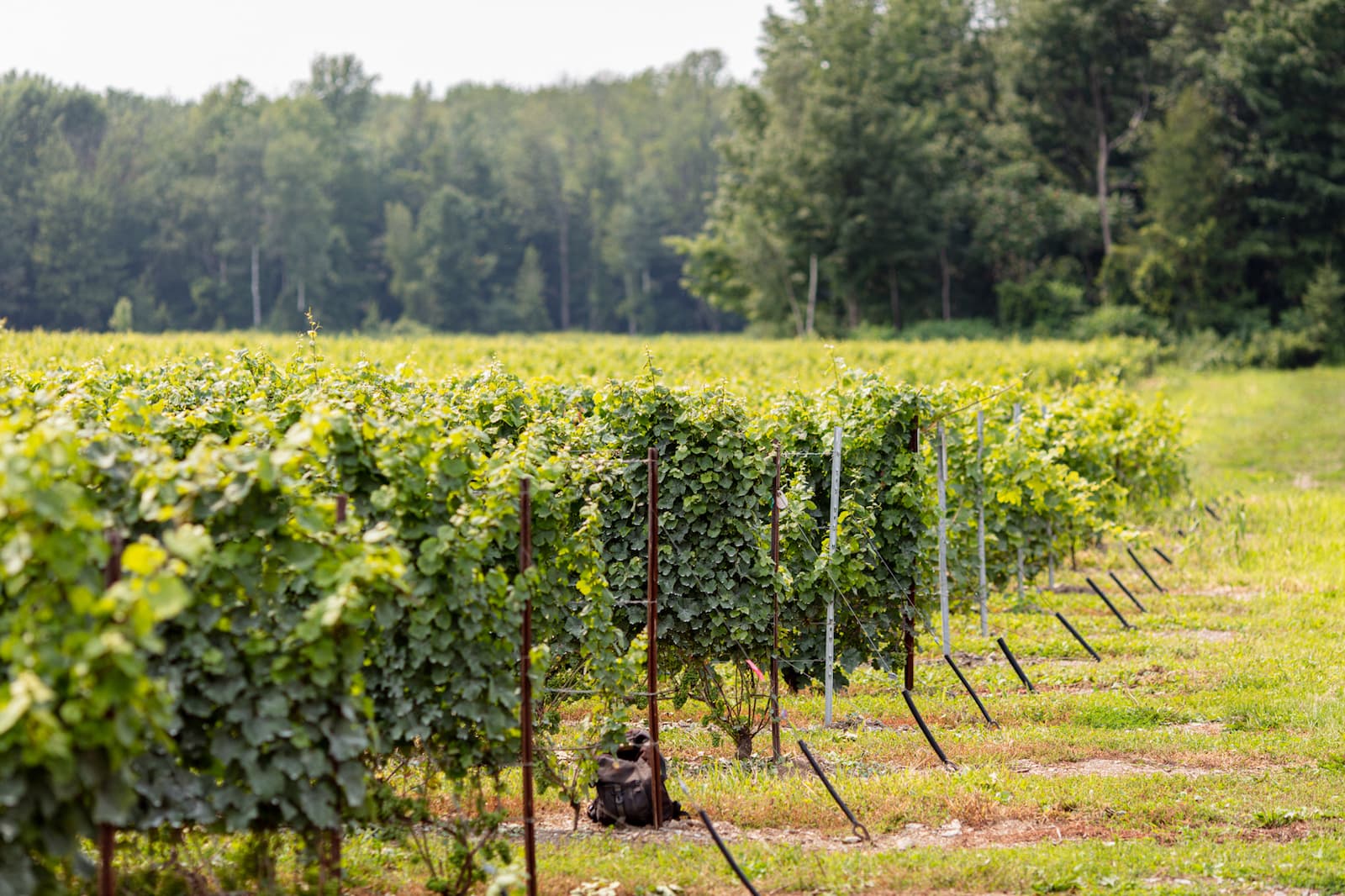 vignes vignoble vin québécois